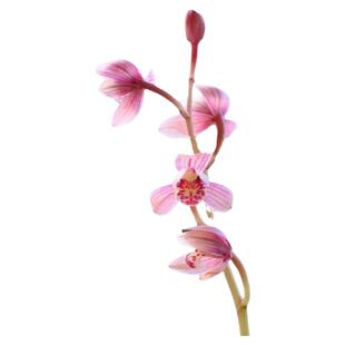 建兰东方红荷铭品老种四季兰苗浓香型带花苞室内好养兰花盆栽绿植