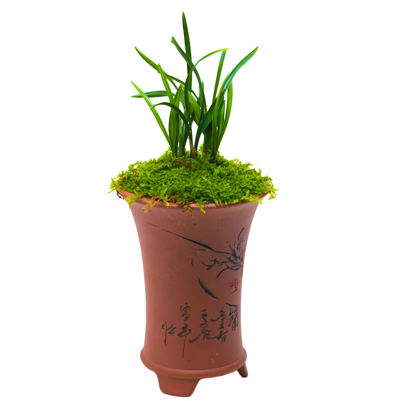 【翠盖荷】矮种兰花浓香型带花苞春兰草盆栽花卉植物迷你大众国兰