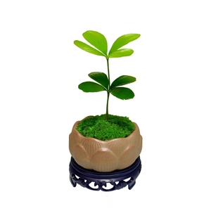 墨西哥铁树四叶幸运草室内办公桌绿植小盆栽古风盆景迷你懒人植物