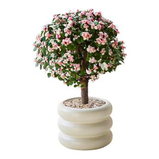 花开富贵金枝玉叶棒棒糖大老桩多肉植物盆栽室内客厅花卉开花绿植