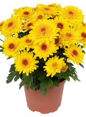 海蒂的花园菊花盆栽洋菊带花苞