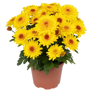 海蒂的花园菊花盆栽耐热耐晒宿根植花卉带花苞阳台花园植物洋菊