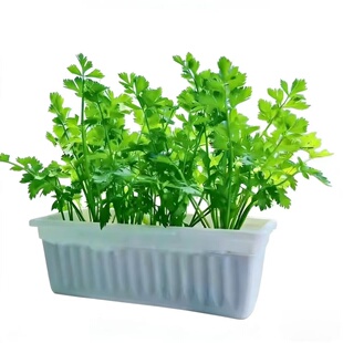 四季小香芹种子脆嫩清香芹菜种籽春季秋季旱芹籽庭院蔬菜种子大全