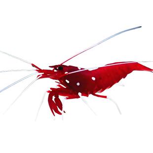 海虾海蟹类合集医生虾火焰薄荷假绵羊虾蓝脚寄居蟹海水鱼活体观赏