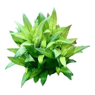 艾伦水草造景中柳坨草古法缸水草净化水质懒人增氧无需碳还自沉水