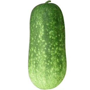 毛节瓜种籽迷你小冬瓜种籽秧苗早熟农家菜园四季肉厚节瓜苗种籽孑