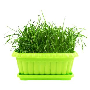 现挖红根宽叶韭菜根苗四季根紫根盆栽种植盆苗大叶根红香新秧苗大