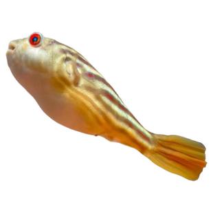 斑马狗头河豚鱼鱼苗热带鱼观赏鱼淡水河豚凶猛鱼好养耐活皇冠狗头