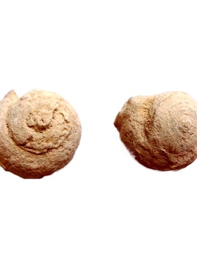 天然蜗牛化石原石标本科普教学用