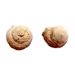 树化石菊石燕子石海螺古生物三叶虫圆蜗牛儿童科普教学标本2917