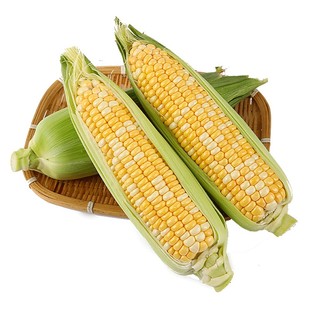 现摘金银双色水果玉米新鲜蔬菜甜玉米嫩带壳生吃苞谷棒子9斤包邮