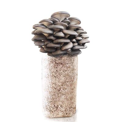 食用新鲜盆栽蘑菇种植包