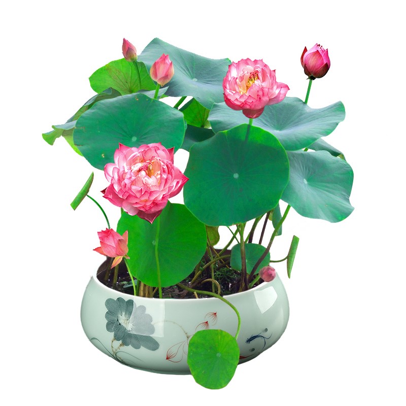 水培植物花种子孑碗莲种子四季易种夏季开花水养睡莲荷花种籽盆栽