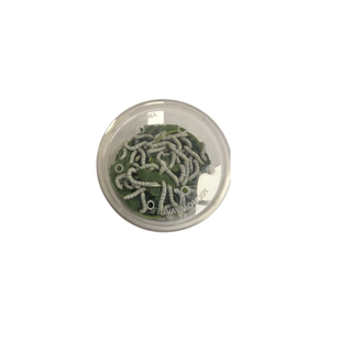 桑叶新鲜新鲜桑叶蚕宝宝学生养蚕套装小蚕嫩桑叶蚕卵现摘养蚕工具