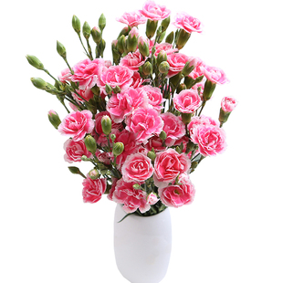 多头康乃馨斗南鲜花基地直发花卉市场送礼三八妇女节女神节女王