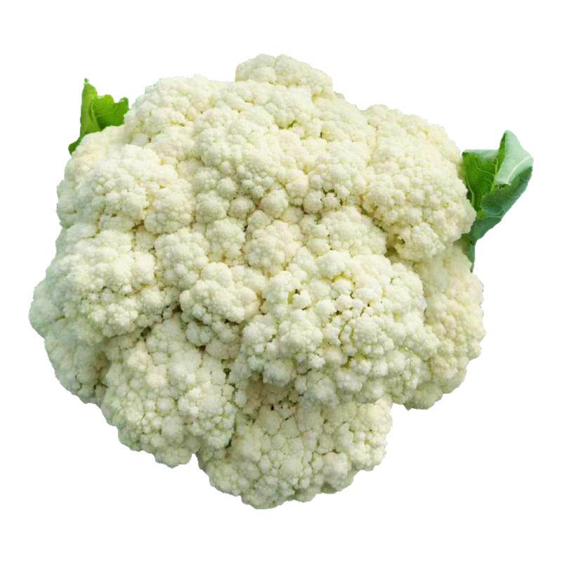 青梗松花菜苗秧花椰菜四季盆栽