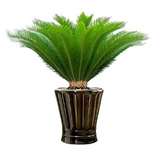 铁树盆栽小树苗开花公母一对客厅室内好养植物大门口大型盆景绿植