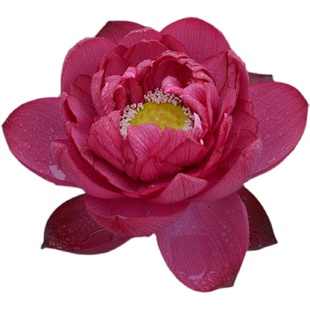 【子夜】碗莲乌托邦-中大型庭院盆栽池栽水生花卉观赏荷花种藕cqu