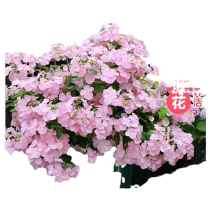 虹越粉色落跑新娘绣球花苗盆栽阳台爬藤大苗庭院地栽花量大花期长