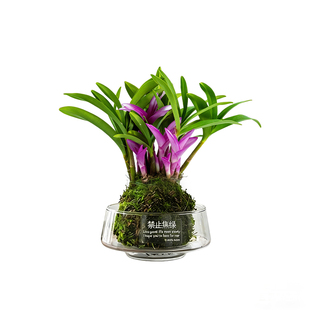 澳洲七彩香水石斛兰水培冬带花苞盆栽 四季名贵好养植物花卉绿植