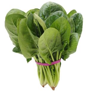 新鲜菠菜现摘趴地圆叶红根赤根波斯菜矮杆大叶蔬菜红嘴绿鹦哥菠菜