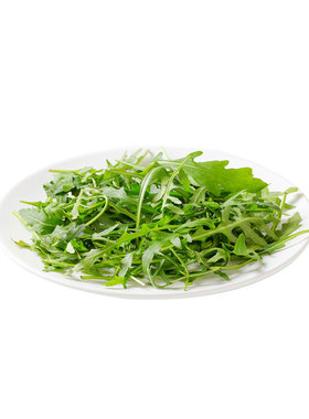 意大利小叶芝麻菜种子青菜种籽多次摘四季播盆栽阳台火箭生菜种孑