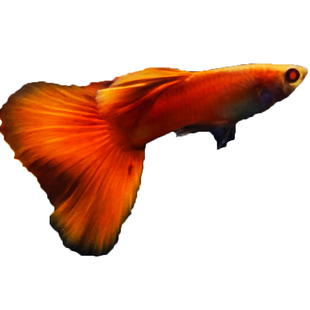 美国全红孔雀鱼大尾巴血红活体观赏热带缎带凤尾精品怀孕母鱼临产