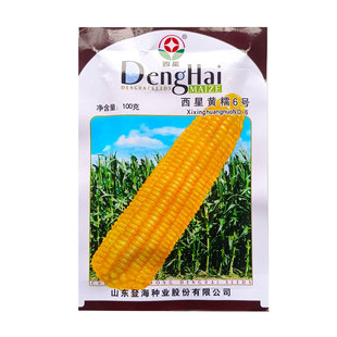 登海西星糯玉米种子合集早熟高产易种植抗病红黄黑糯鲜食玉米种子