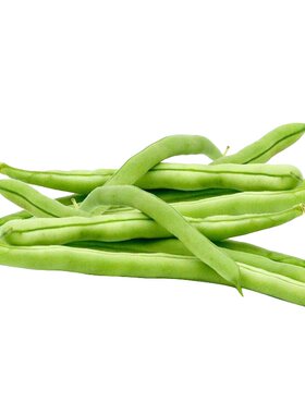 农家无筋豆架豆王种子