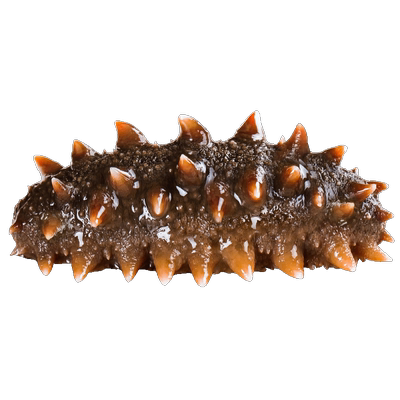 【限时补贴】【官方正品保障】