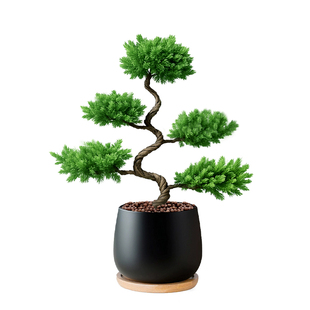 塔松盆栽迎客松盆景办公室客厅绿植旺宅桌面客厅植物乔迁开业礼物