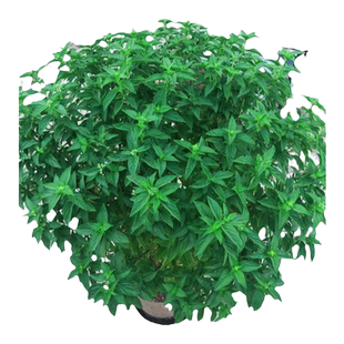 九层塔种子金不换罗勒新鲜可食用菜籽苗蔬菜阳台室内盆栽四季种植