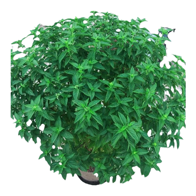 可食用九层塔种子四季种植阳台