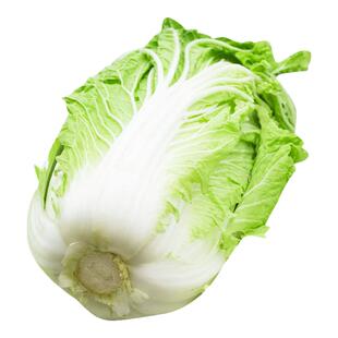 白菜种子黄心菜种籽青菜籽种大全秋季耐寒冬储改良秋选大白菜种孑