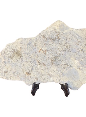 观赏石燕子石三叶虫化石古生物中式工艺品桌面收藏品客厅摆件把玩