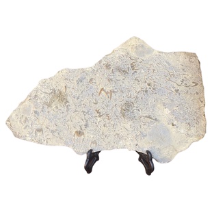 观赏石燕子石三叶虫化石古生物中式工艺品桌面收藏品客厅摆件把玩