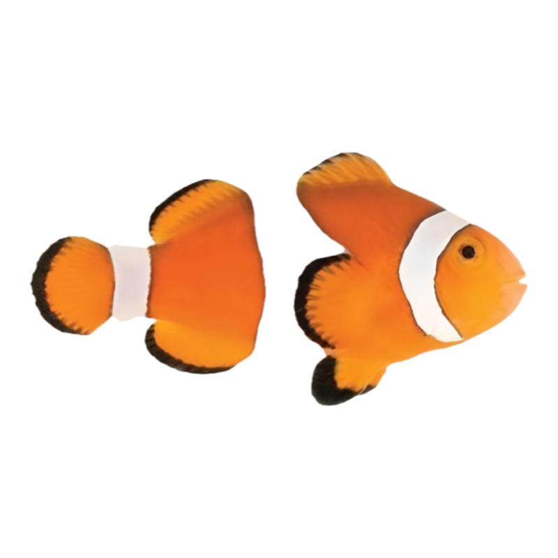 草迷水族小丑鱼海水观赏鱼大合集
