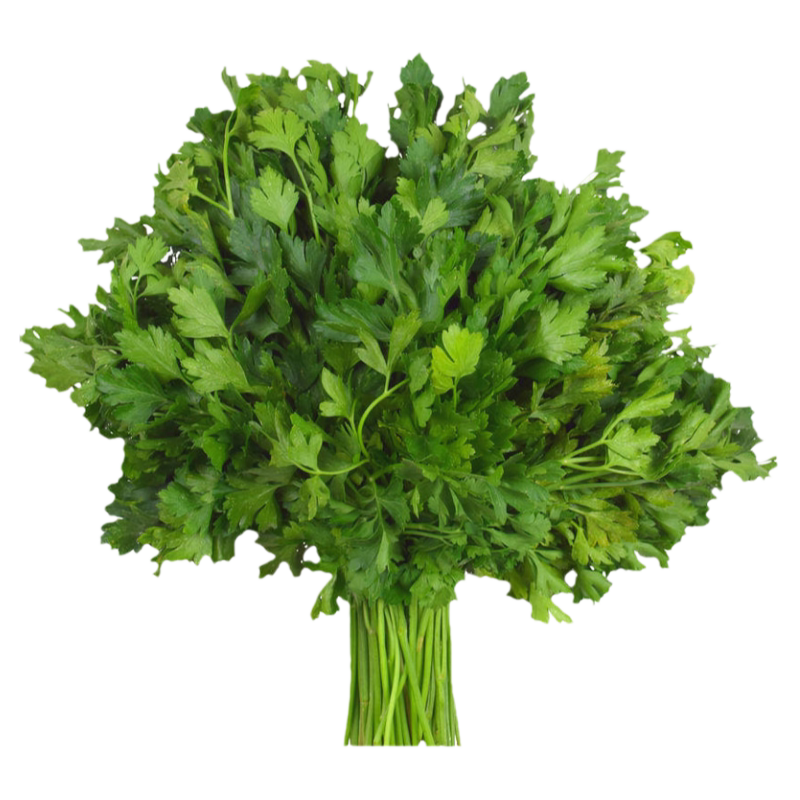 四季老香菜籽种耐热小叶香菜种苗