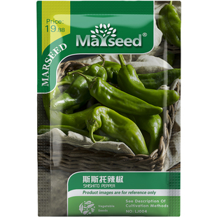 趣味薄皮斯斯托辣椒小巧玲珑烟熏风味蔬菜种子种苗盆栽易管理A208