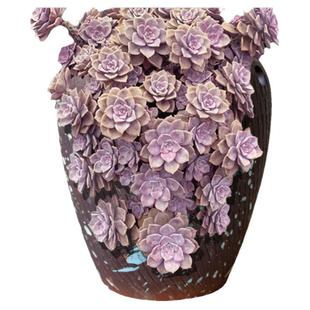 特大号陶瓷切口多肉花盆粗陶瘦高紫乐悬崖老桩紫砂透气大法师陶瓷