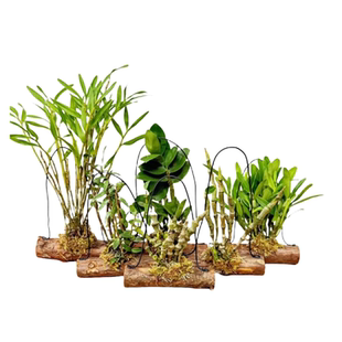 石斛带木棍种好 空气净化 个性化DIY 挂壁兰花 窗户挂件 吊兰林兰