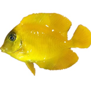 顺丰新款包活 黄一字倒吊黄吊吊鱼海水鱼缸热带鱼宠物活体观赏鱼