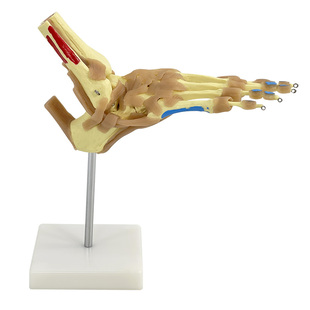 脚掌骨骼足骨成人脚掌关节功能模型人体脚关节附韧带及肌肉起止点