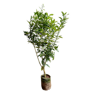 金桔树树苗四季结果嫁接广西脆皮脆蜜金桔树盆栽地栽可南北方种植