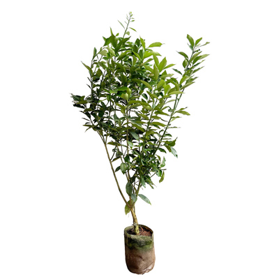 金桔树树苗盆栽地栽带果可食用