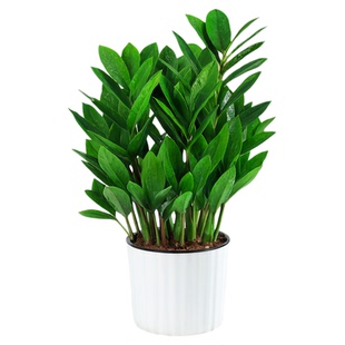 金钱树盆栽植物室内花卉大型客厅耐阴绿植大摇钱串子招财小发财树