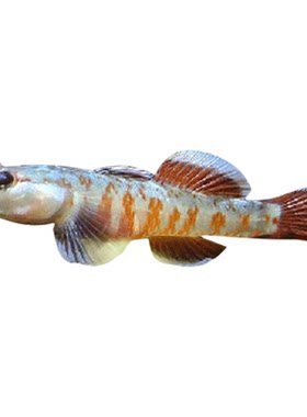原生鱼原生鱼冷水鱼虾虎鱼底栖息