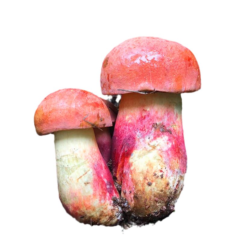 见手青红葱牛肝菌云南野生菌