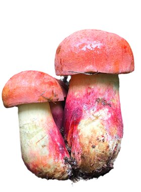 见手青红葱牛肝菌云南野生菌