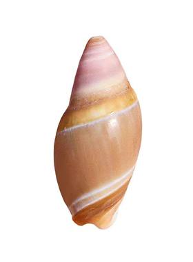 海贝缘乳头弹头螺贝壳粉色子弹螺